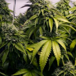 Notizie Torino:marito e moglie coltivavano marijuana